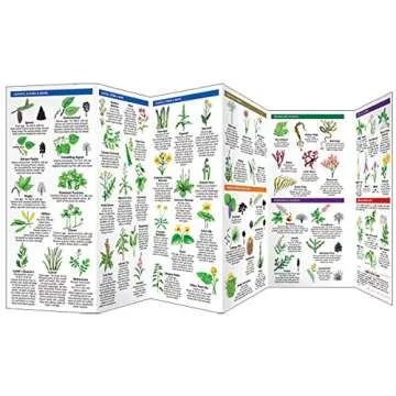 Edible Wild Plants: A Folding Pocket Guide to Familiar North American Species (Nature Observation North America)