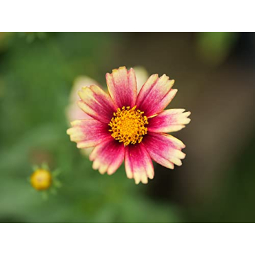 Panasonic LUMIX Micro Four Thirds Lens by LEICA 25-50 mm