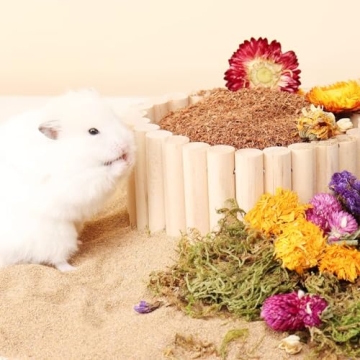 LUVCOSY Wooden Bridge Bundle for Small Pets Accessories