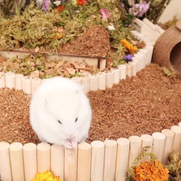 LUVCOSY Wooden Bridge Bundle for Small Pets Accessories