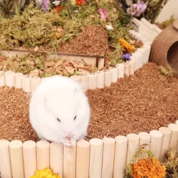 LUVCOSY Wooden Bridge Bundle for Small Pets Accessories