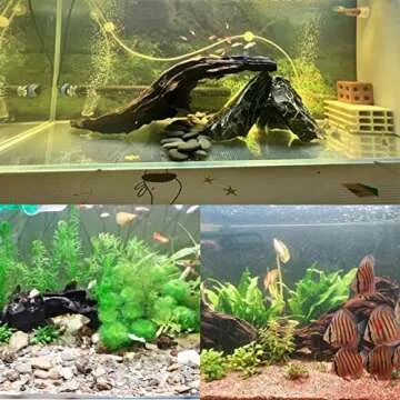 Tfwadmx Natural Aquarium Driftwood Set | Unique Mopani Wood