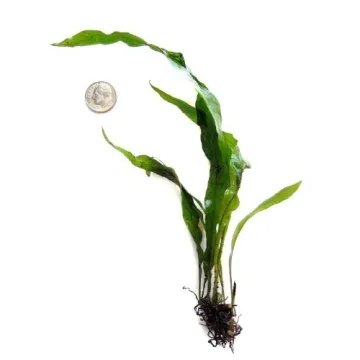 SubstrateSource Java Fern - Aquatic Plant for Tanks