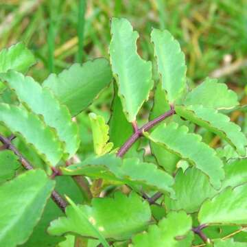 Anti-Inflammatory Herbs