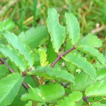 Anti-Inflammatory Herbs