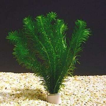 Live Aquarium Plants
