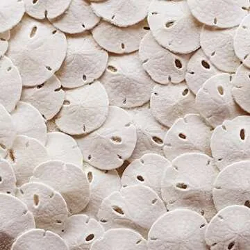 Amazing Seashells For Decorations