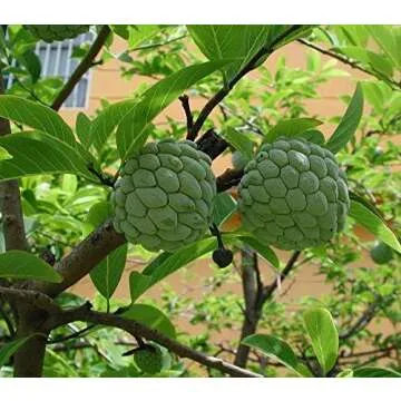 Host plants: feed your caterpillars