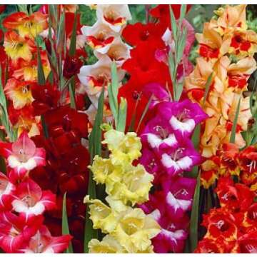 Qué bulbos plantar en Primavera (Florecen en Verano)