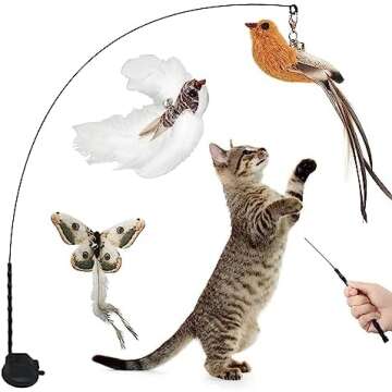 Bringing home your new kitten essentials!