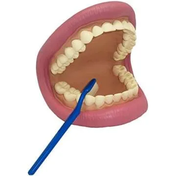 My Favorite Mouth Models