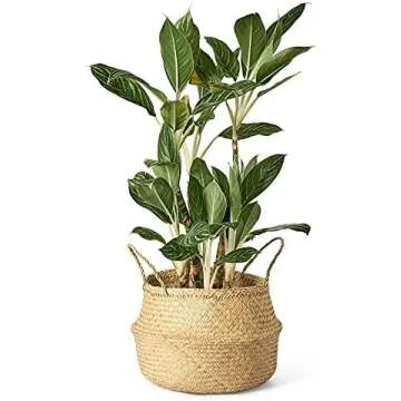 🌿 PLANTS (Live Indoor)