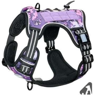 Dog walking essentials