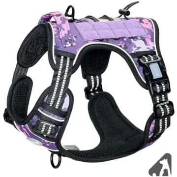 Dog walking essentials