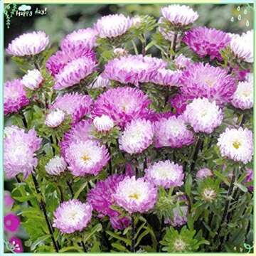 Bird Attracting Flowers