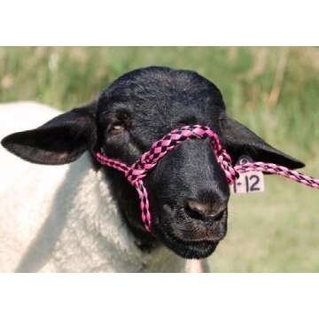 Modern Sheep Camp Needs ; )