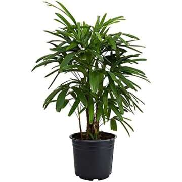 ALLERGY FRIENDLY HOUSE PLANTS
