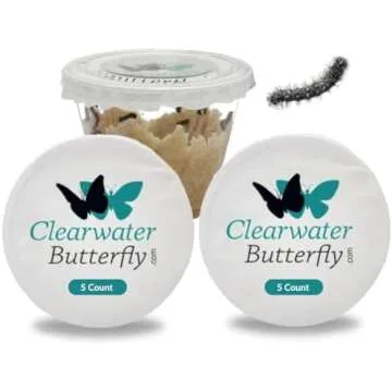 Raising Butterflies 🦋