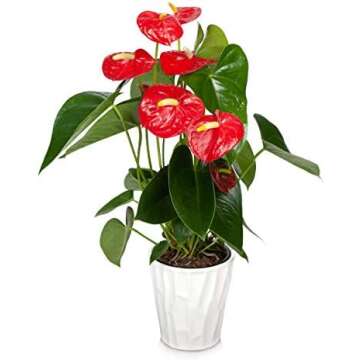 Valentine Gift Ideas - Mom, Dad and kids