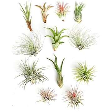 Airstream Decorations, Storage and Power!