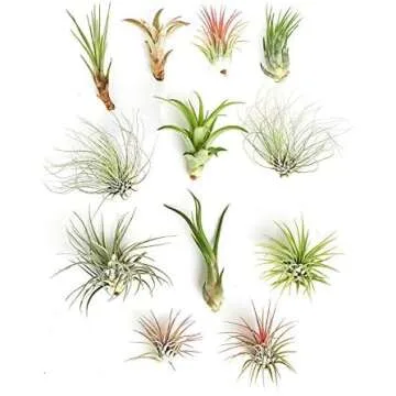 Airstream Decorations, Storage and Power!