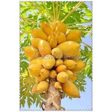 Seeds And Starter Kits