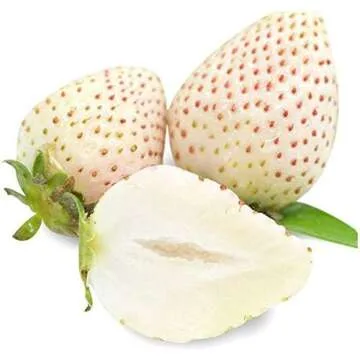 Hạt Giống Dâu Tây | Strawberry Seeds