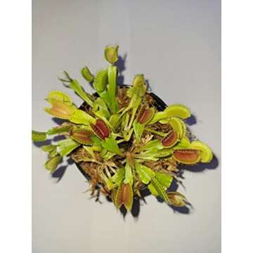 Buy carnivorous plants here!