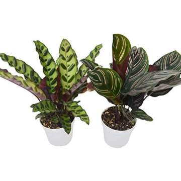 Low Light Plant Suggestions