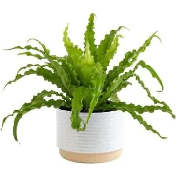 Live Plants and Flowers