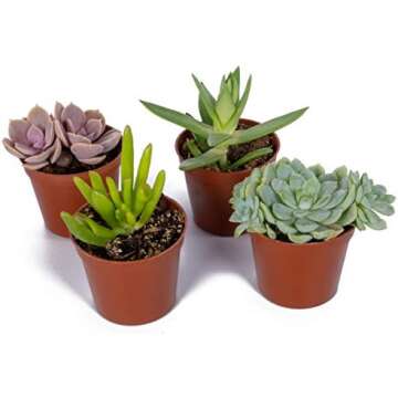 Paint and Pot Succulents