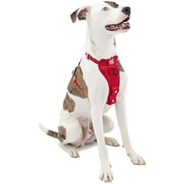 Dog Road Trip Essentials