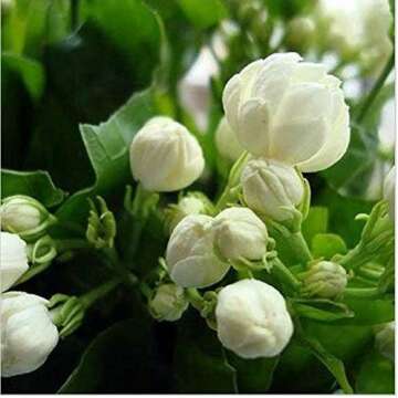 Fragrant Flower Seeds