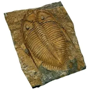 National Fossil Day