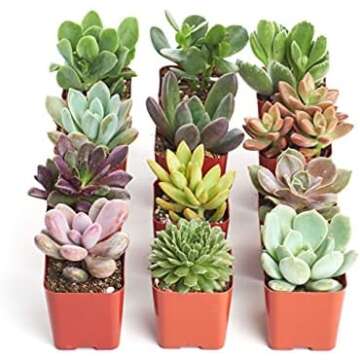 Decluttering Your Space