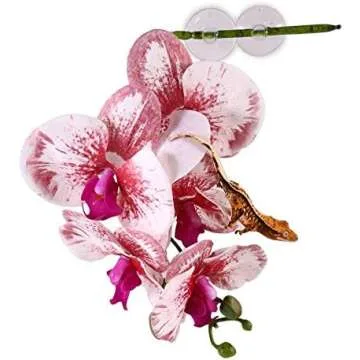 Frog Habitat and Decor