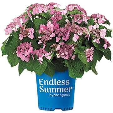 The Ultimate Hydrangea Guide 3.10.25