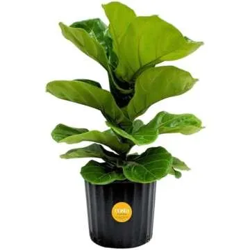 Boho Meets Farmhouse- Home Decor Faves