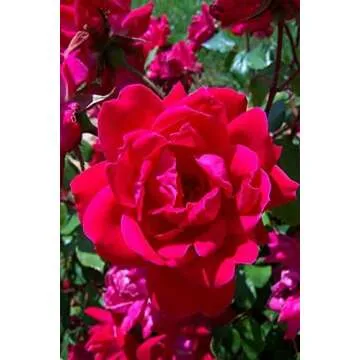 SEED COLLECTING TOOLS