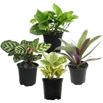 House Plants