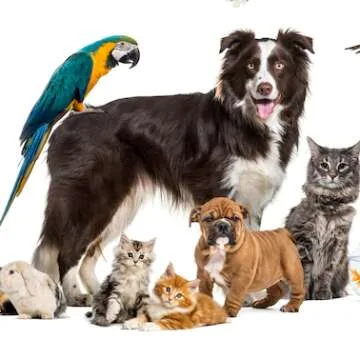 Pet Obsessed: Top 20 Gift Ideas for Fur-ever Friends