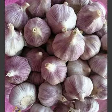 Fall Gardening: Garlic
