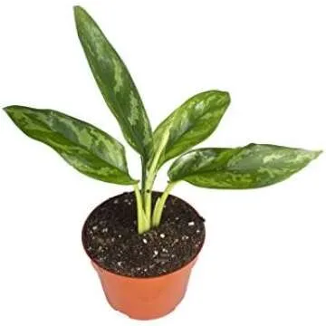 Low Maintenance Plants