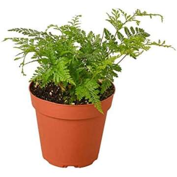 Cara's Personal Favorites