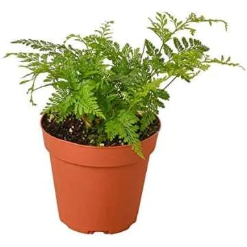 Cara's Personal Favorites