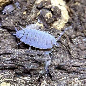 Isopod and Springtails