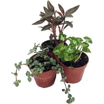 Make Your Own Terrarium (Based off of Episode 19 of Bloom and Grow Radio Podcast)