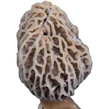 FOODIE GARDENER SEEDS, HERBS, SPICES, TEAS, BOTANICALS