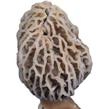 FOODIE GARDENER SEEDS, HERBS, SPICES, TEAS, BOTANICALS