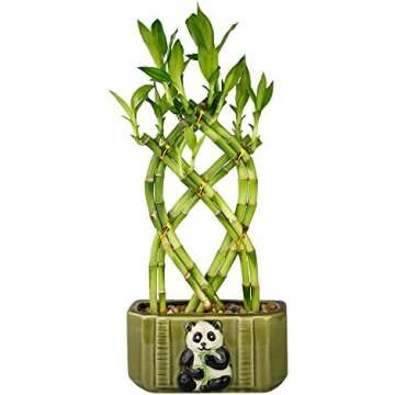 Shirley's Favorite Easy Care Plants